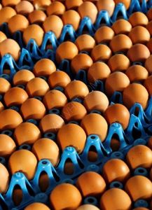 توفر شركتنا PMC اجود انواع البيض الابيض و الحمر من ...