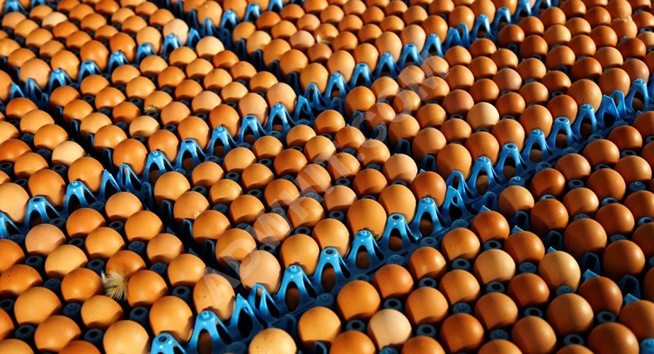 Kırmızı ve beyaz 12 paketli, her kolide 30 ithal toptan satılık yumurta  