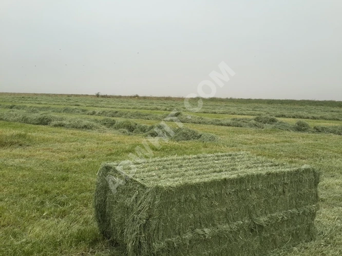 Dubai'da ve Arap Körfezi ülkelerine tedarik satılık Türk yoncası