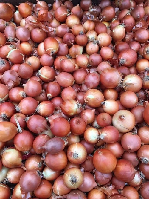İhracat için beyaz ve kırmızı soğan, elma ve patates mevcut