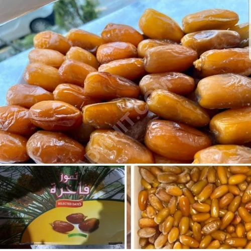 Lüks Libya Daklat Nur Hurması