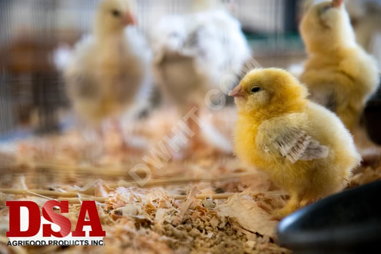 Premiksler, yem katkıları, vitaminler, hayvanlar için mineraller