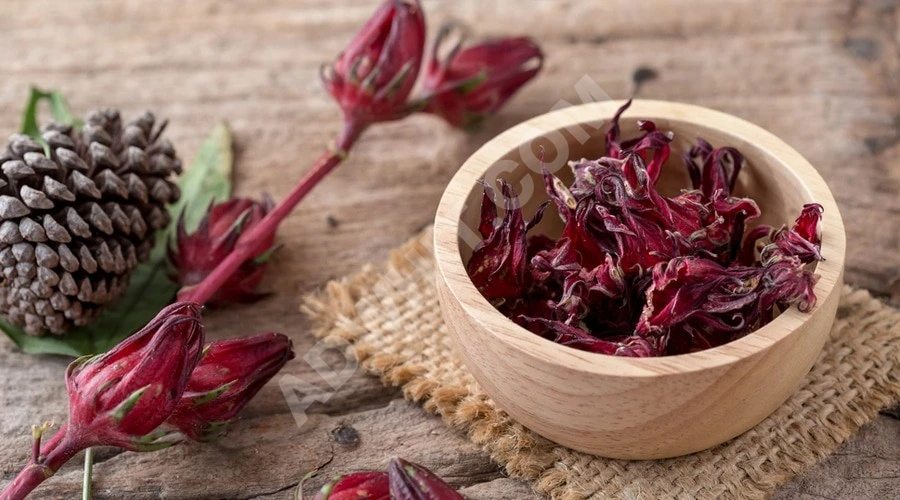 Çok özel bir fiyata toptan satış için ilk tür Hibiskus çiçeği