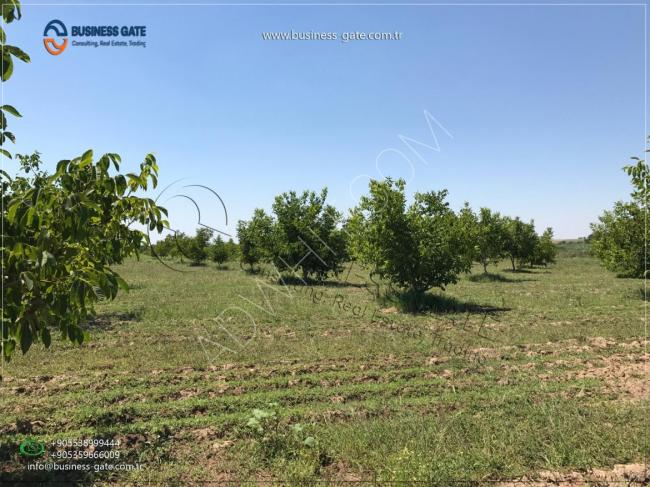 أرض زارعية للبيع أشجار الجوز ب تركيا KIRKLARELI
