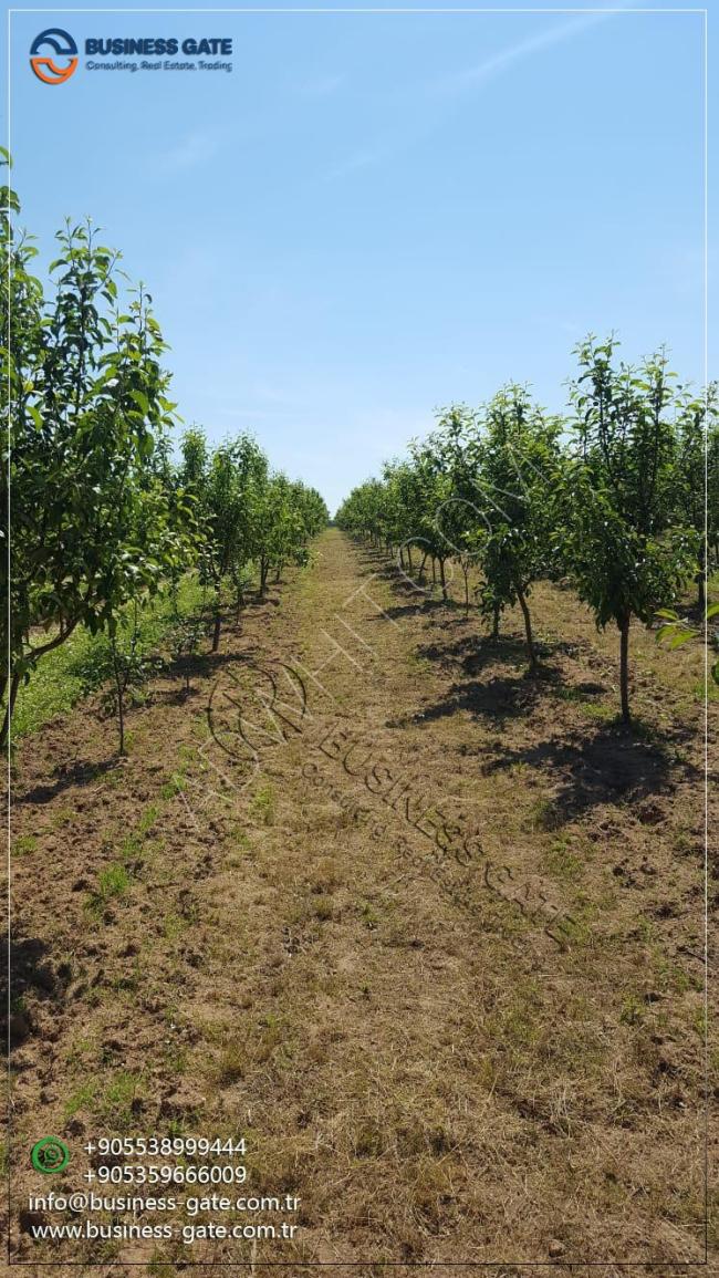 للبيع مزرعة تفاح مثمرة ومنتجة  في ولاية كيركلالرلي التركية