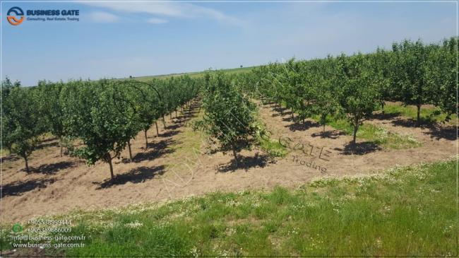 للبيع مزرعة تفاح مثمرة ومنتجة  في ولاية كيركلالرلي التركية