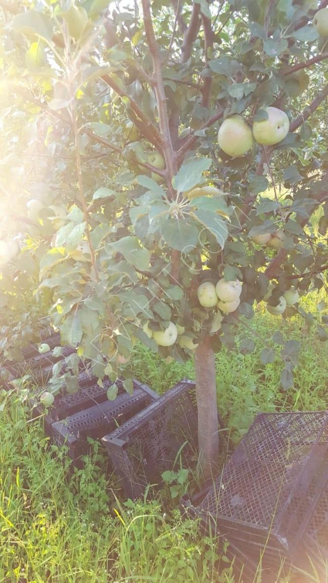 للبيع مزرعة تفاح مثمرة 
