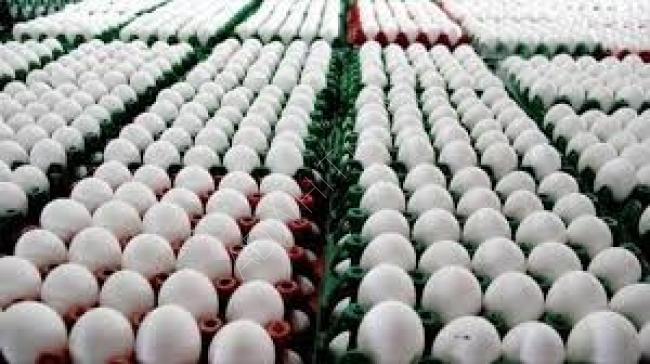 Kırmızı ve beyaz 12 paketli, her kolide 30 ithal toptan satılık yumurta  