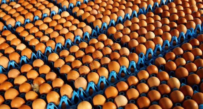 البيض الاحمر و الابيض بالجملة  12 صندوق تبع 30 بيضة مستورد