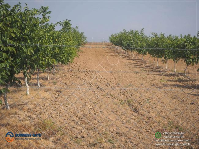 أرض زراعية جاهزة لزراعة الجوز بكيركلارلي لاتركية