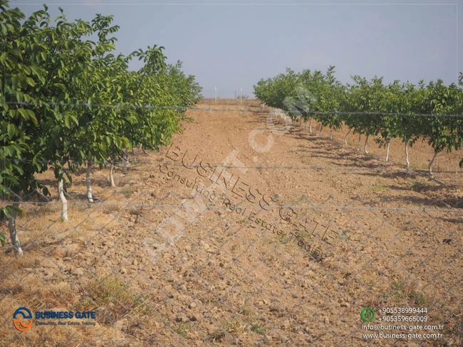 أرض زراعية جاهزة لزراعة الجوز بكيركلارلي لاتركية