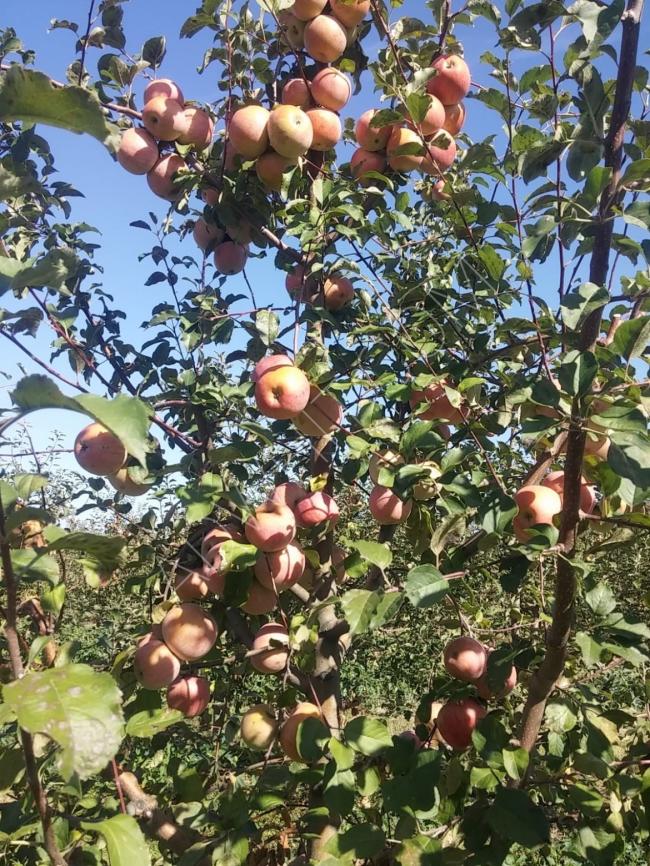 مزرعة تفاح في كيركلارلي