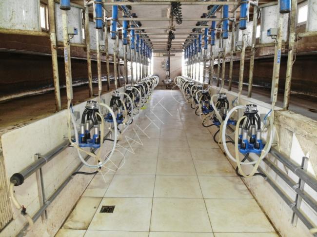 مزرعة تربية أبقار نموذجية ومتكاملة