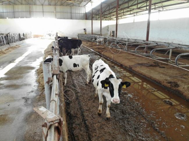 مزرعة أبقار كاملة التجهيزات