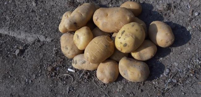 Türk patatesi agria 