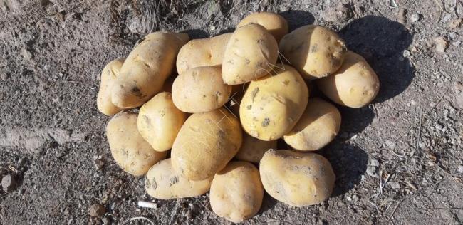 Türk patatesi agria 