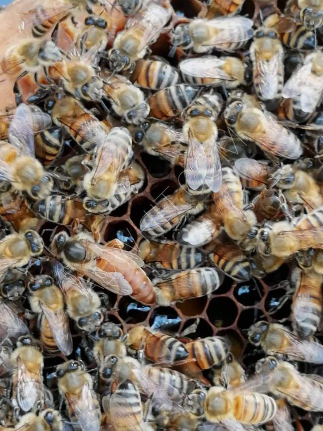 منتجات النحل كافة والعلاج بها، عسل ، غذاء ملكي ، عكبر ، حبوب اللقاح