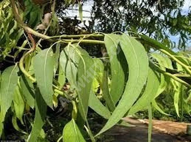 صابون طبيعي - صابونة أوكاليبتوس " الكافور أو ألكينا ".