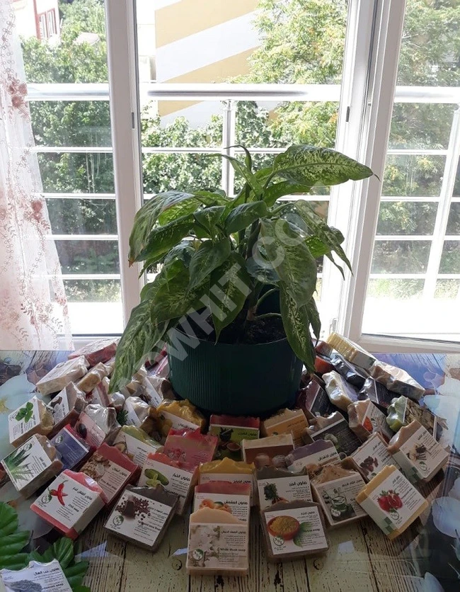 صابون طبيعي - إنتاج يدوي بحت – على الطريقة الباردة حصرا ً.