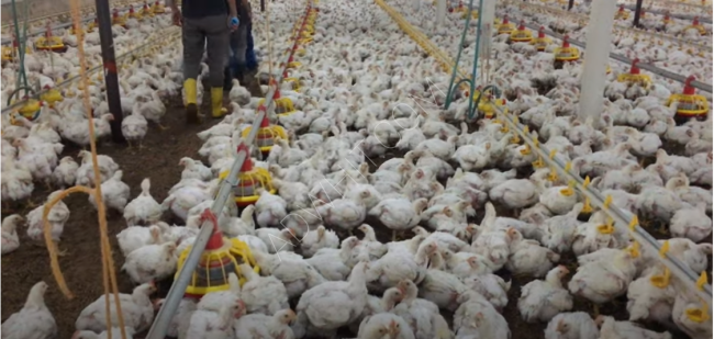 مدجنة دجاج للبيع في bilecik - turkey