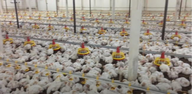 مدجنة دجاج للبيع في bilecik - turkey