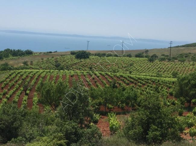 أرض استثمار زراعي عنب - جوز - لوز في تركيا