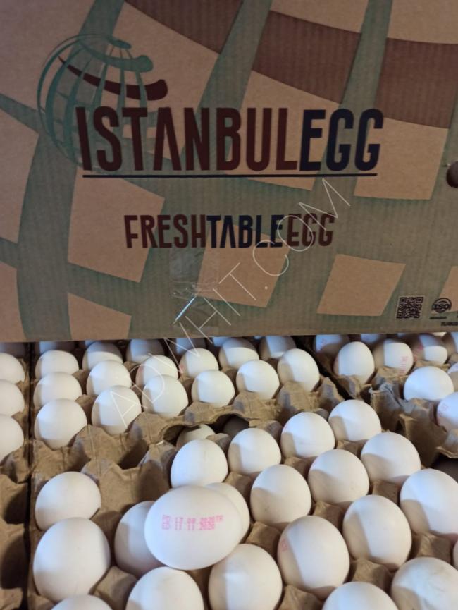 Türk yumurta haftalık ihracat