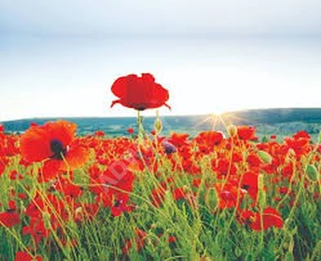 Natural Poppy Soap.